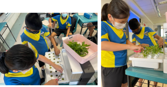 P4 Indoor Farming