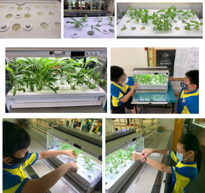 P4 Indoor Farming